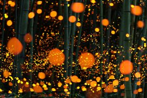 Long Exposure of fireflies in a forest japan